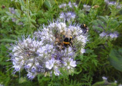 Blühstreifen Stiftung Westfälische Kulturlandschaft