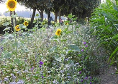 Blühstreifen Stiftung Westfälische Kulturlandschaft