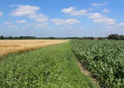 Blühstreifen Stiftung Westfälische Kulturlandschaft