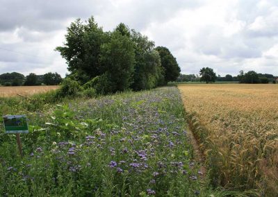 Blühstreifen Stiftung Westfälische Kulturlandschaft